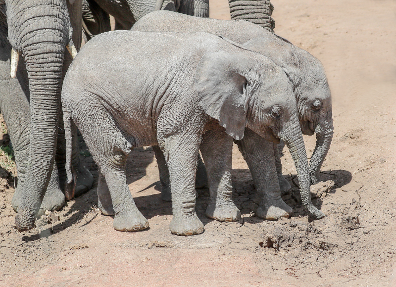 Babyelefanten auf Wassersuche